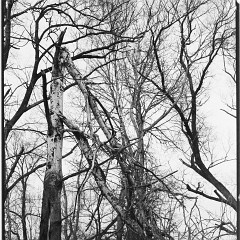 DSC5371 : Mamiya7, Myto