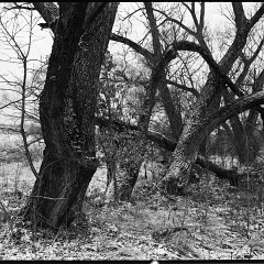 DSC5372 : Mamiya7, Myto