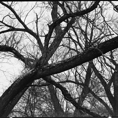 DSC5373 : Mamiya7, Myto