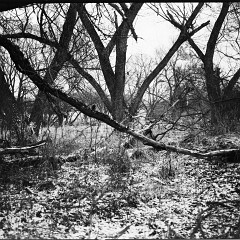 DSC5374 : Mamiya7, Myto