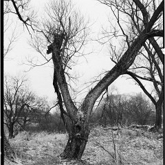 DSC5375 : Mamiya7, Myto