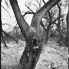 DSC5376 : Mamiya7, Myto