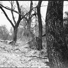 DSC5377 : Mamiya7, Myto