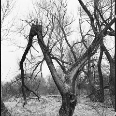 DSC5378 : Mamiya7, Myto