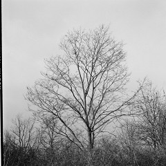 67-bw-2024-008-03 : 8:00min, IlfotecHC 1:31, KodakTMAX100, Medak