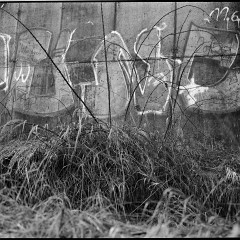 67-bw-2024-008-09 : 8:00min, IlfotecHC 1:31, KodakTMAX100, Medak