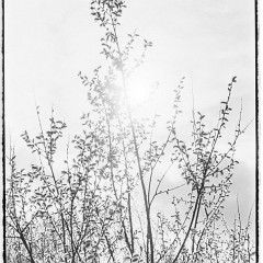 DSC8273-Pano : 7:30min, Delta 100, HC 1:47, Karez Borek, Mamiya7, Pano