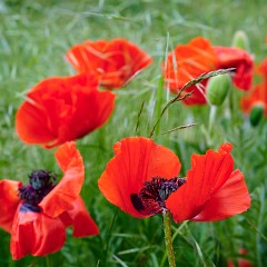 2020-06-02-05728 : Nab