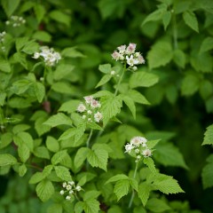 2020-06-02-05731 : Nab