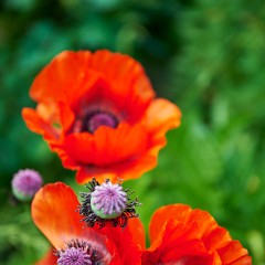 2020-06-02-05736 : Nab