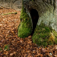 2013-12-29-0063 : sv. Jan