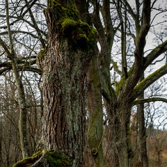 2013-12-29-0069 : sv. Jan