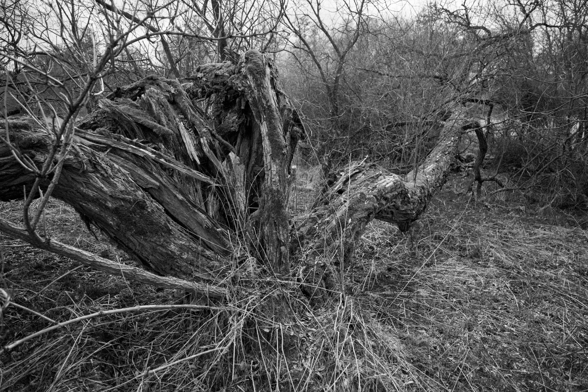 2018-04-01-00773-alb