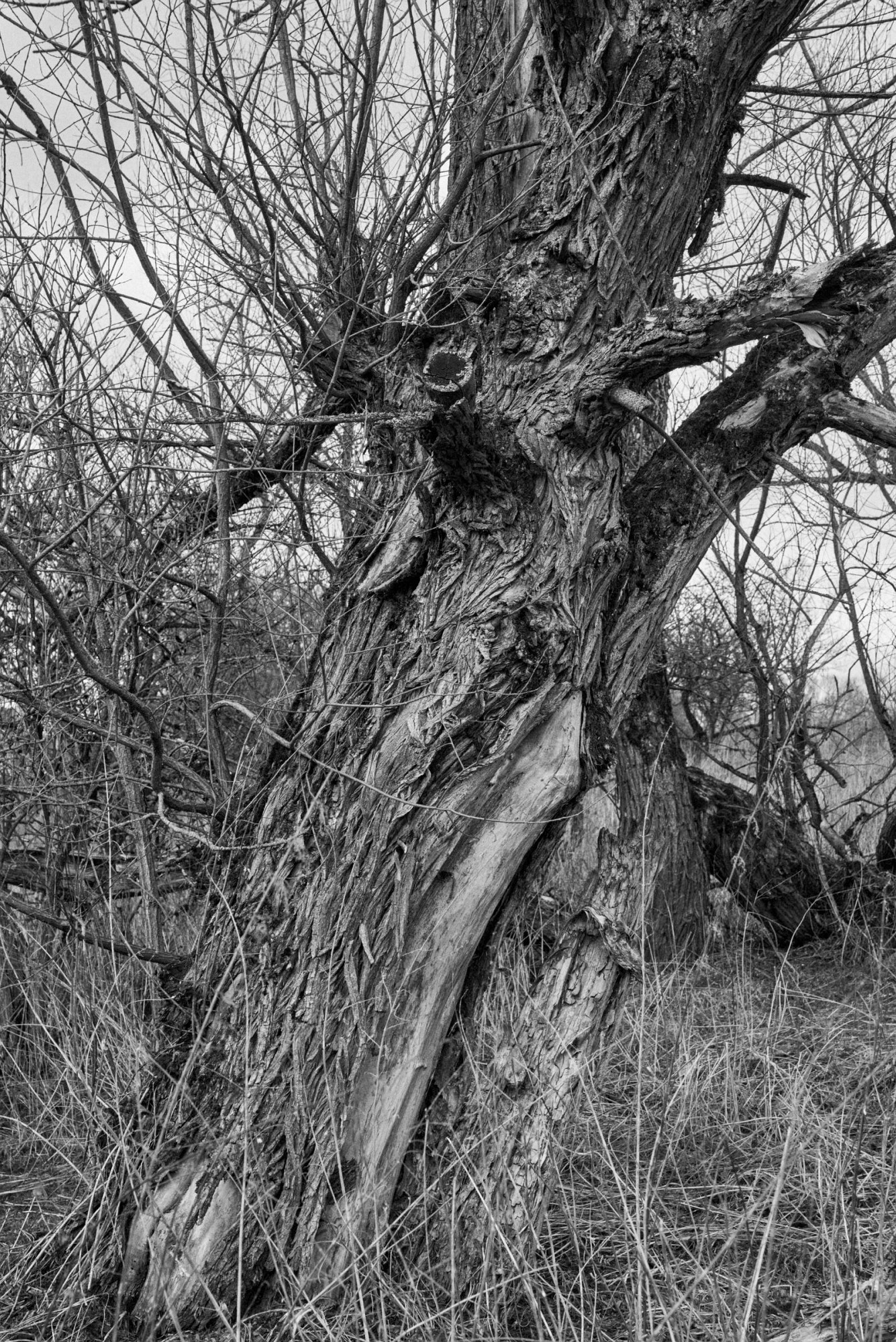 2018-04-01-00777-alb