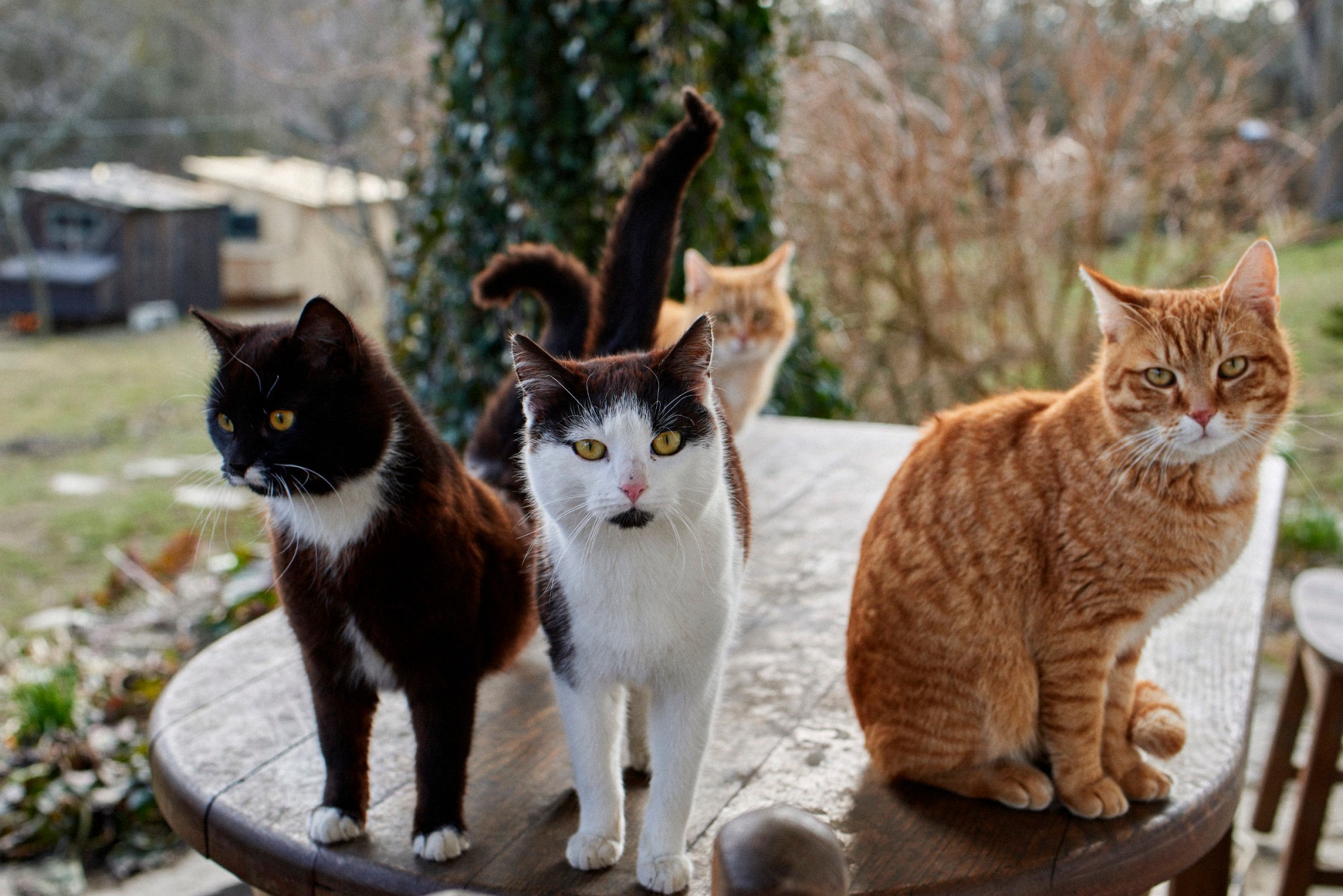 2018-04-01-00782-alb