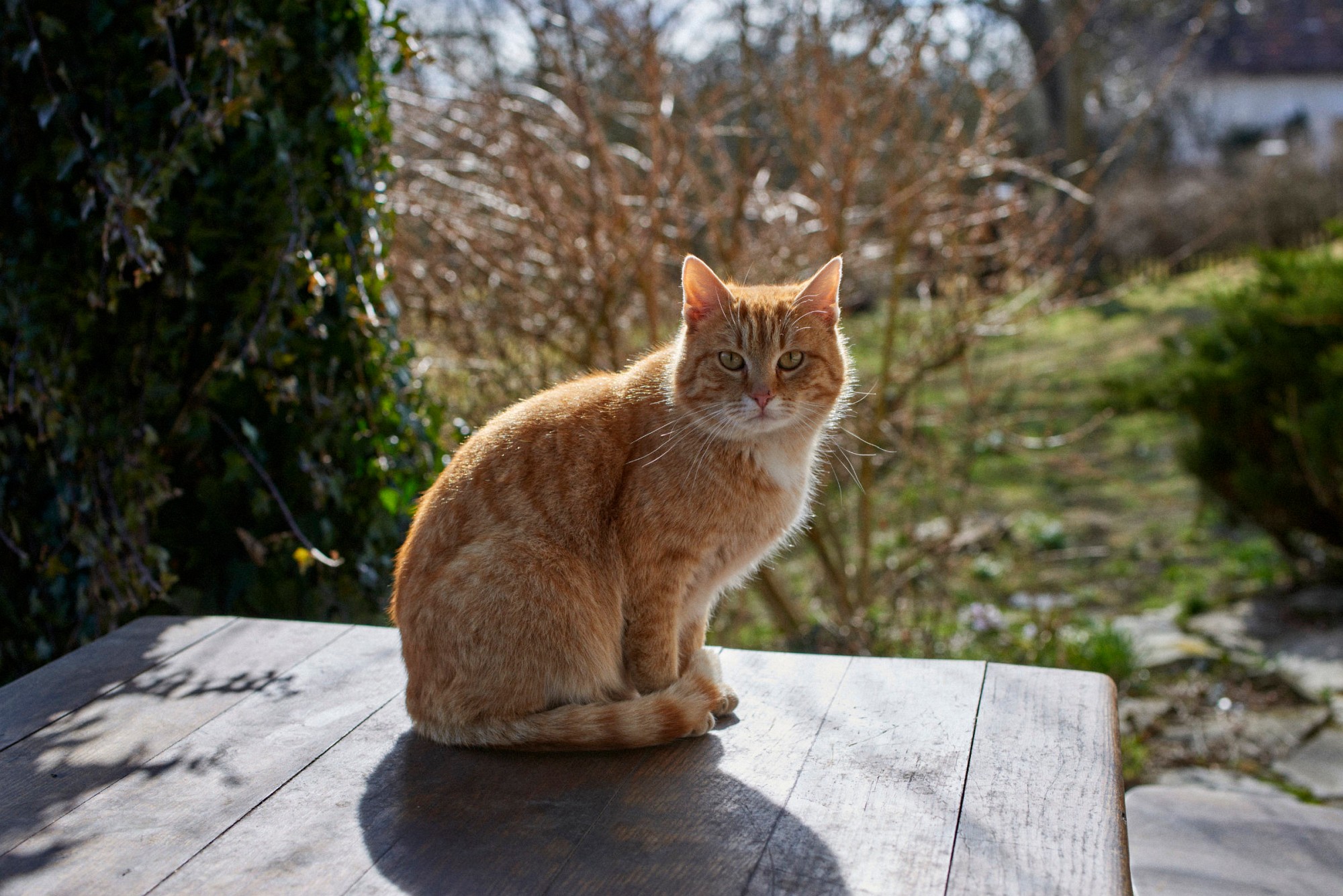 2018-04-01-00787-alb