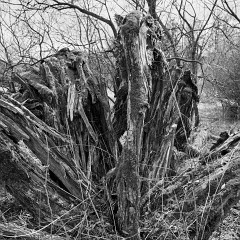 2018-04-01-00771-alb