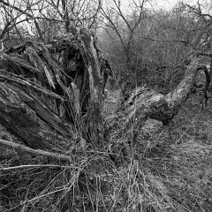 2018-04-01-00773-alb