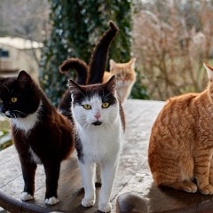 2018-04-01-00782-alb