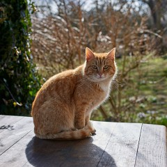 2018-04-01-00787-alb