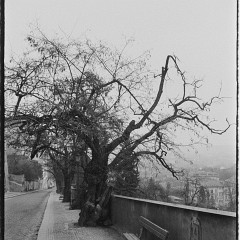 DSC2752  23.11.1989 Kodak Radim : Hrad, Listopad 1989