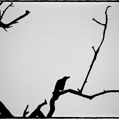 DSC2753  23.11.1989 Kodak Radim : Hrad, Listopad 1989