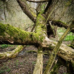 Znasilneny strom : SIma, medak