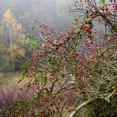 2019-11-10-03325 : Nab, Oselin