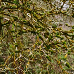 2019-11-10-03326 : Nab, Oselin