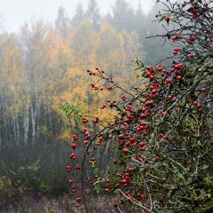 2019-11-10-03329 : Nab, Oselin