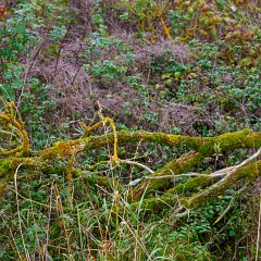 2019-11-10-03331 : Nab, Oselin