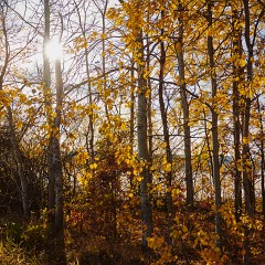 2019-11-10-03399 : Nab, Oselin