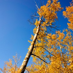 2019-11-10-03400 : Nab, Oselin