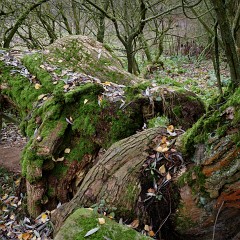 2019-11-23-18.00.35 ZS PMax-Ex7-color : Focus Stacking, Nab, Oselin