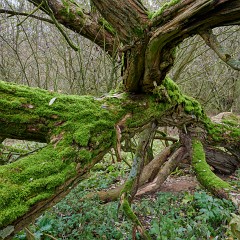 2019-11-23-18.26.08 ZS PMax : Focus Stacking, Nab, Oselin