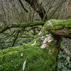 2019-11-23-19.03.40 ZS PMax-Ex7-color : Focus Stacking, Nab, Oselin