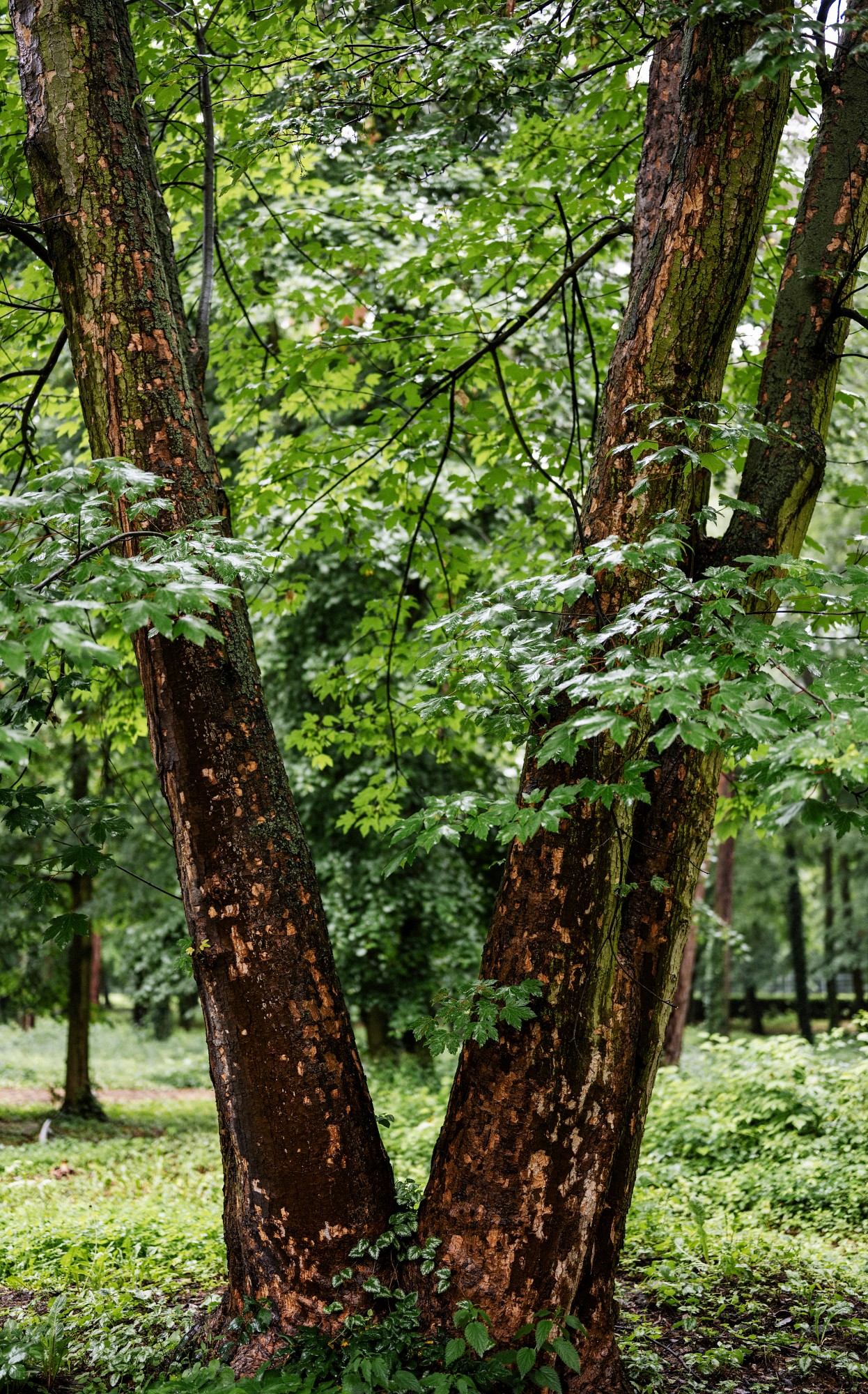 2024-06-01-00071-Exp