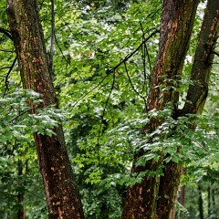 2024-06-01-00071-Exp